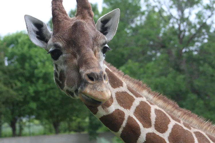 Event to celebrate zoo giraffe's life